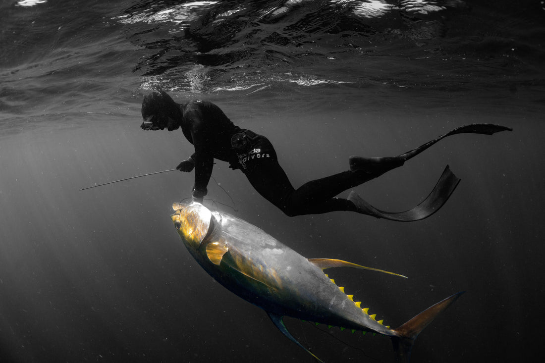 Hunting Giant Yellowfin